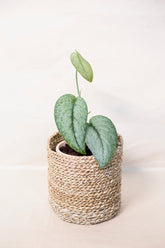 Scindapsus pictus sp. "Silver Splash"